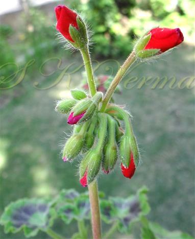  Young  inflorescence(Cymose umbel)
